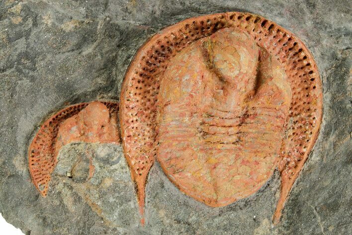 Orange Trinucleid Trilobite (Declivolithus) - Mecissi, Morocco #372450